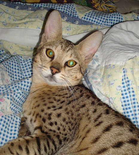  p>热带草原猫(学名: i>felis catus /i> ×  i>leptailurus serval 