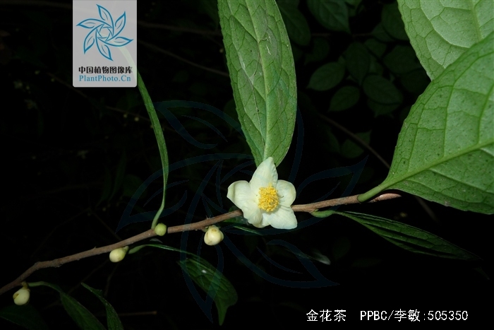  p>金花茶属于 a target="_blank" href="/item/山茶科/3223880" data