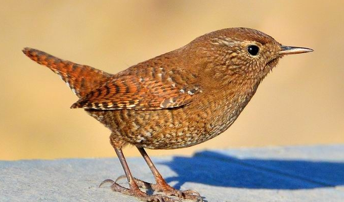  p>鹪鹩科(troglodytidae )是鸟纲雀形目中的一个科.