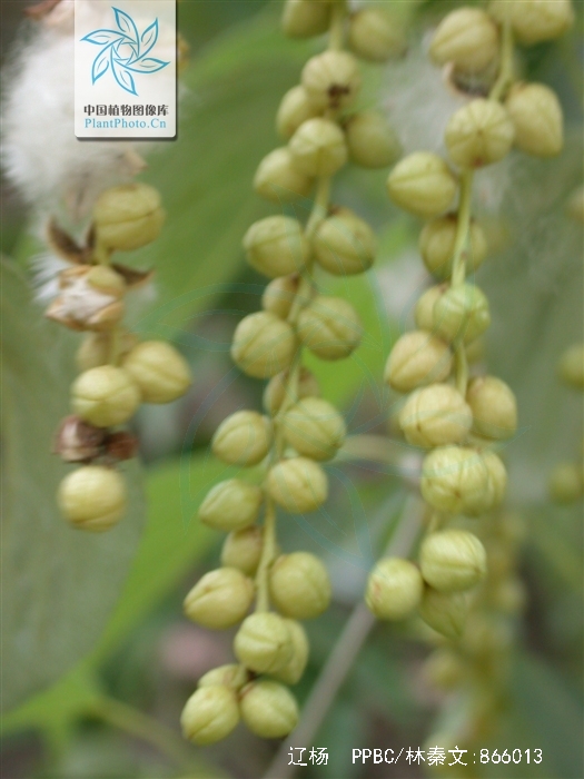 populus maximowiczii a. henry