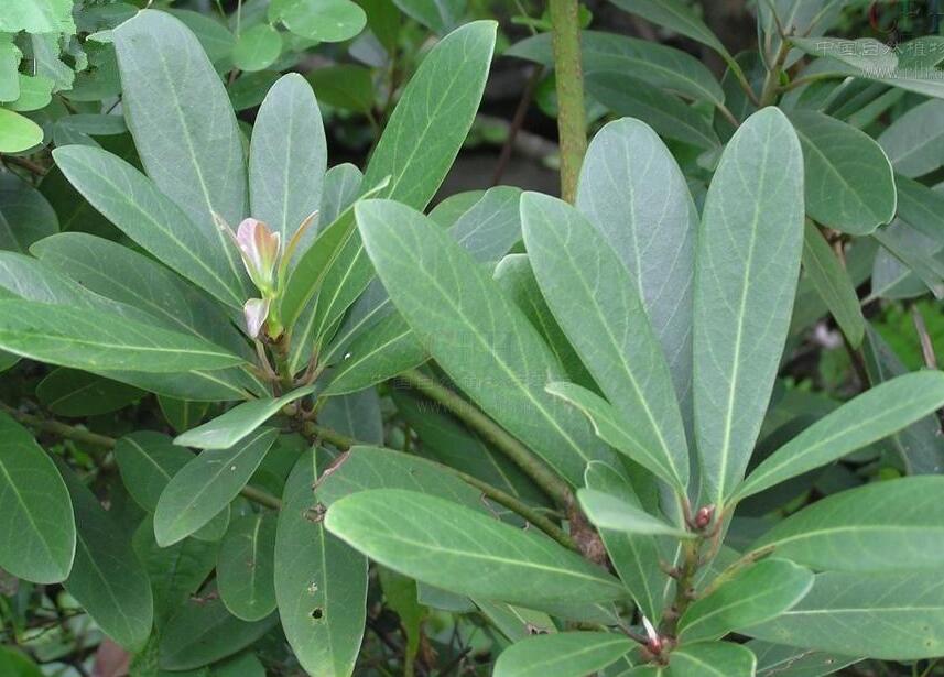 是樟科,润楠属 a target="_blank" href="/item/乔木/33239" data