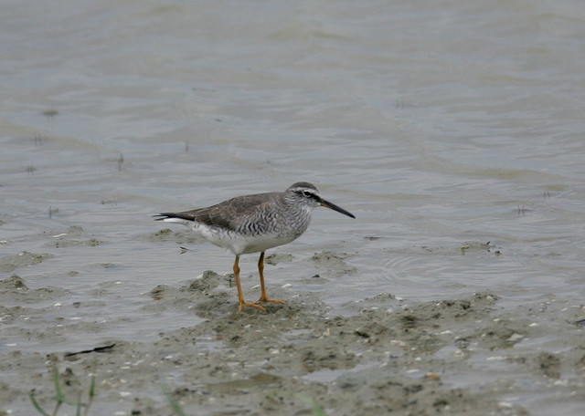 " data-lemmaid="26822">涉禽 /a>,体重75-172克,体长250-280毫米