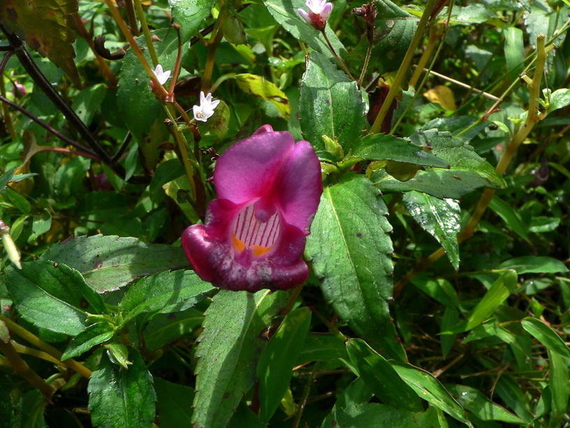 鸭跖草状凤仙花