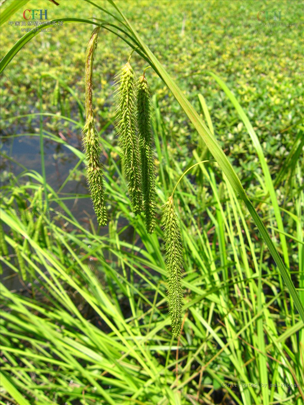  p>垂穗薹草(拉丁学名:carex brachyathera ohwi),为 a href="#">莎草