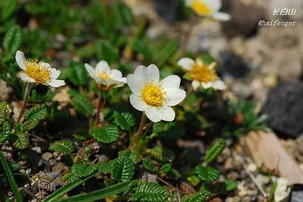 中国的高山苔原植被类型及其生态学研究_百科TA说