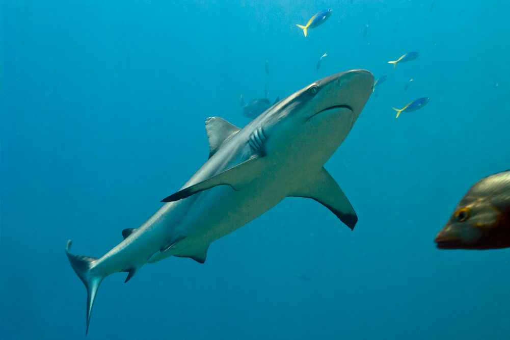 黑尾真鲨