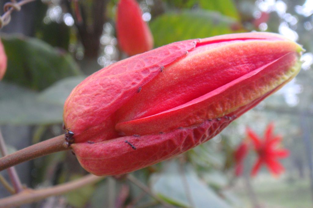  p> a href="#" data-lemmaid="49048">西番莲 /a>属于 a href="#"