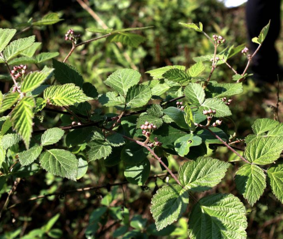  p>喜阴悬钩子(学名: i>rubus mesogaeus /i> focke)是蔷薇科,悬钩子