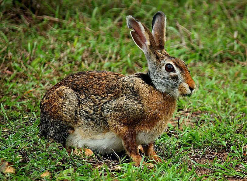  p>阿萨密兔属(学名: i>caprolagus /i>):哺乳纲,兔科下的单型属阿萨