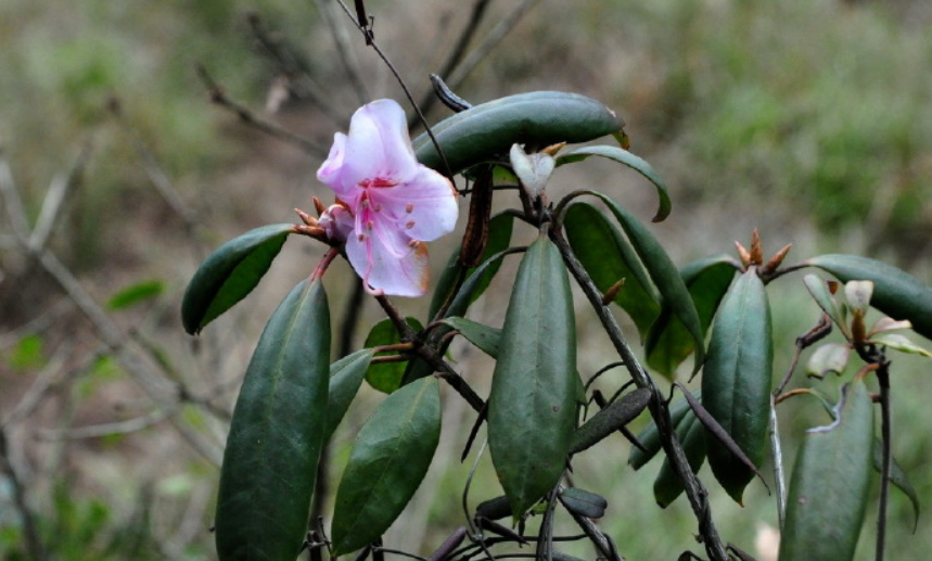 鹿角杜鹃张家界自然保护区个体30号
