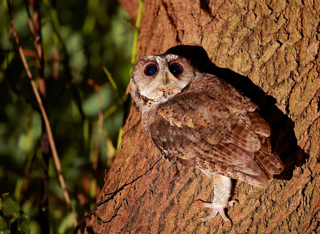 collared scops owl