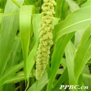 粟（禾本科狗尾草属植物）_百度百科