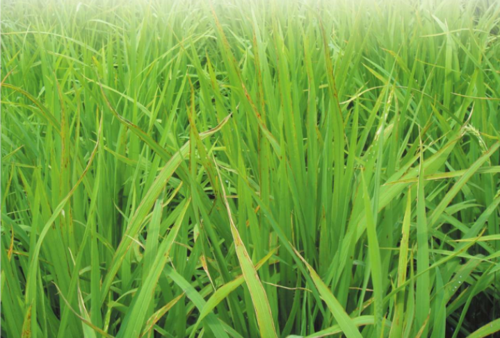 水稻细菌性褐斑病