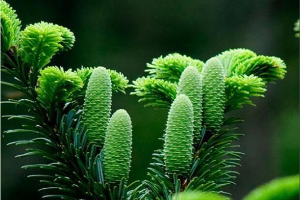 国家重点保护植物名录