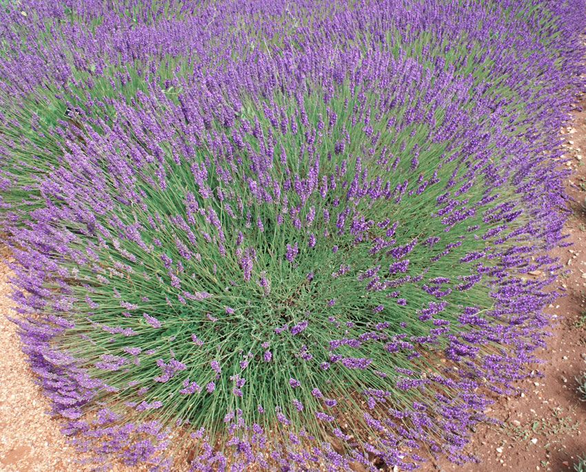  p data-id="gntwcpvu7h">薰衣草( i>lavandula angustifolia  /i>