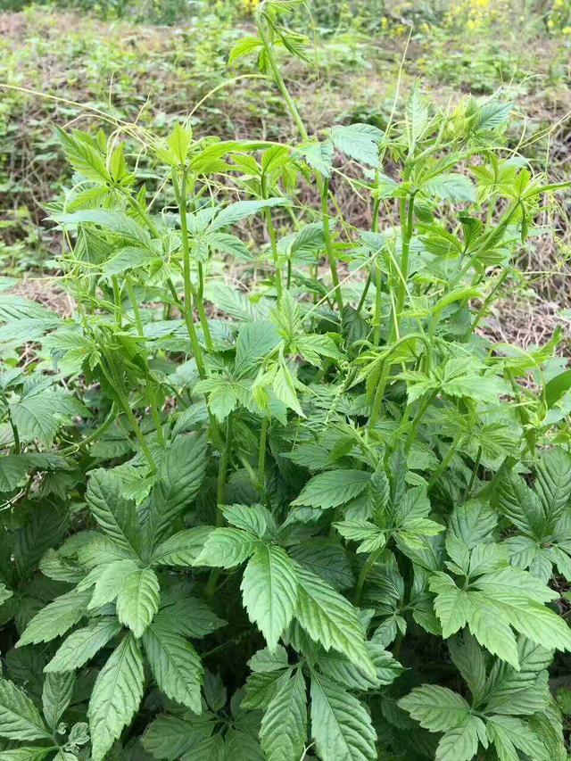  p data-id="go1ouf4y3q">绞股蓝(学名: i>gynostemma pentaphyllum 