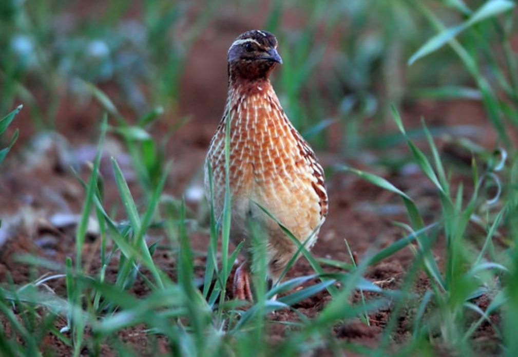  p>西鹌鹑(学名: i>coturnix coturnix /i>):是雉科,鹌鹑属的物种.