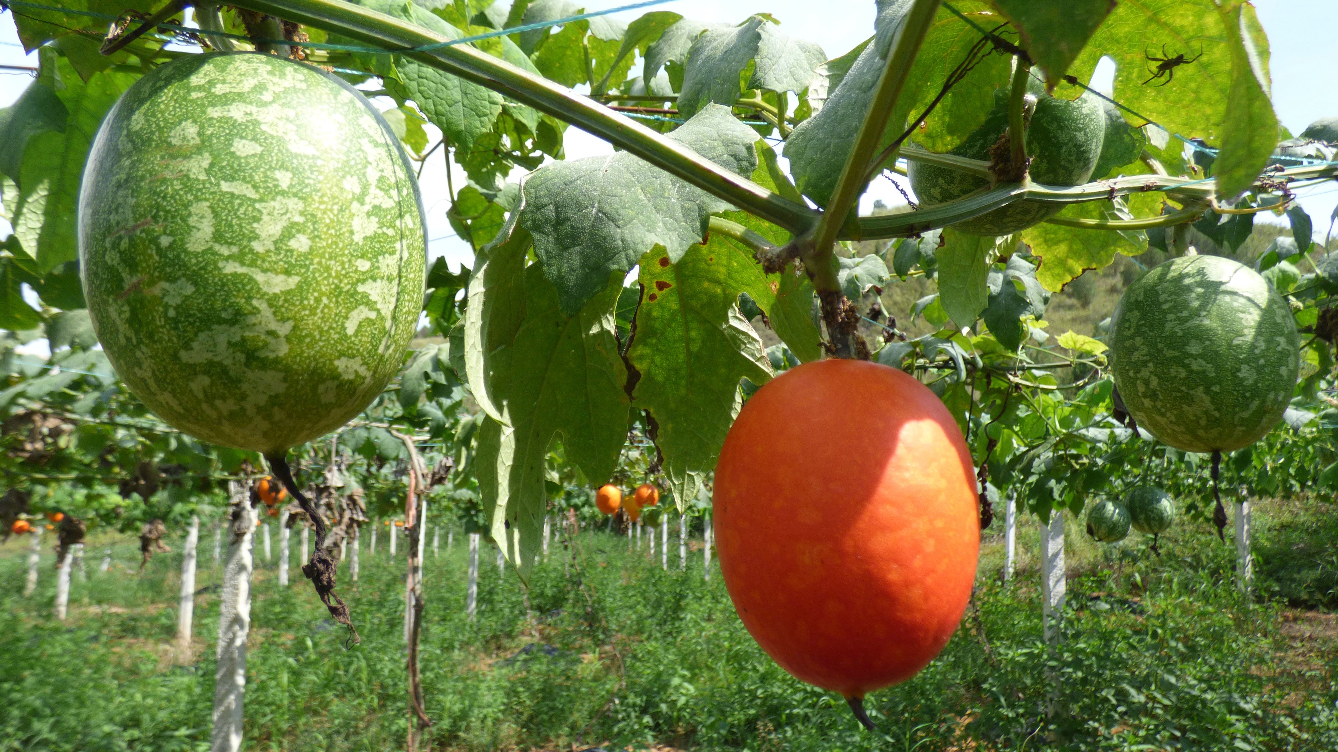  p data-id="tzbibpqjvczu">非洲吊瓜,紫葳科吊灯树属的大乔木吊瓜树