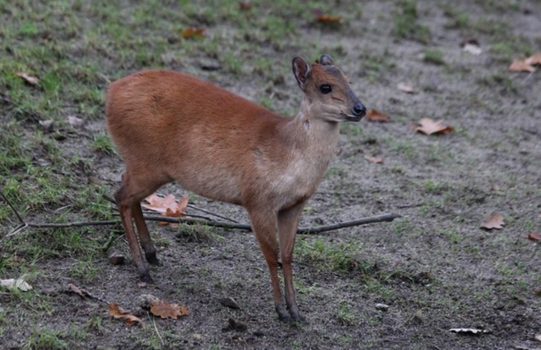  p>红小羚羊(学名: i>cephalophus natalensis /i>):是偶蹄目,牛科