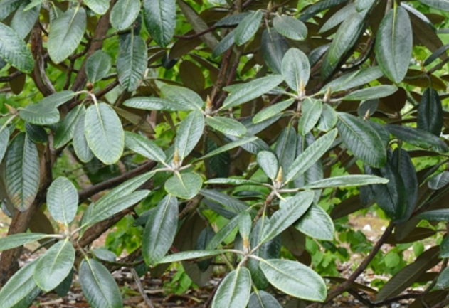 大王杜鹃(原亚种)