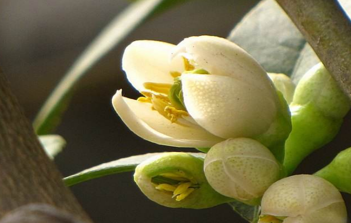 代代花：橘香扑鼻，既食且药_百科TA说