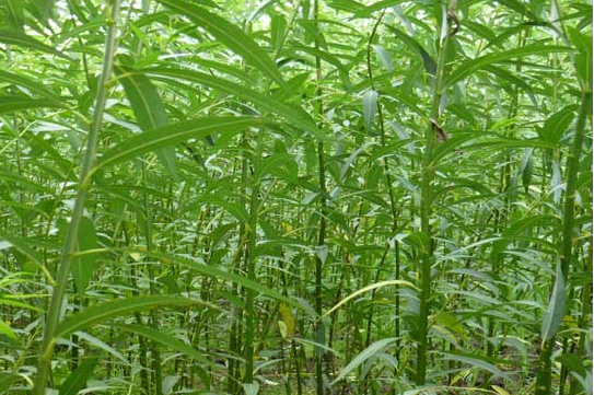 小叶青海柳(变种)