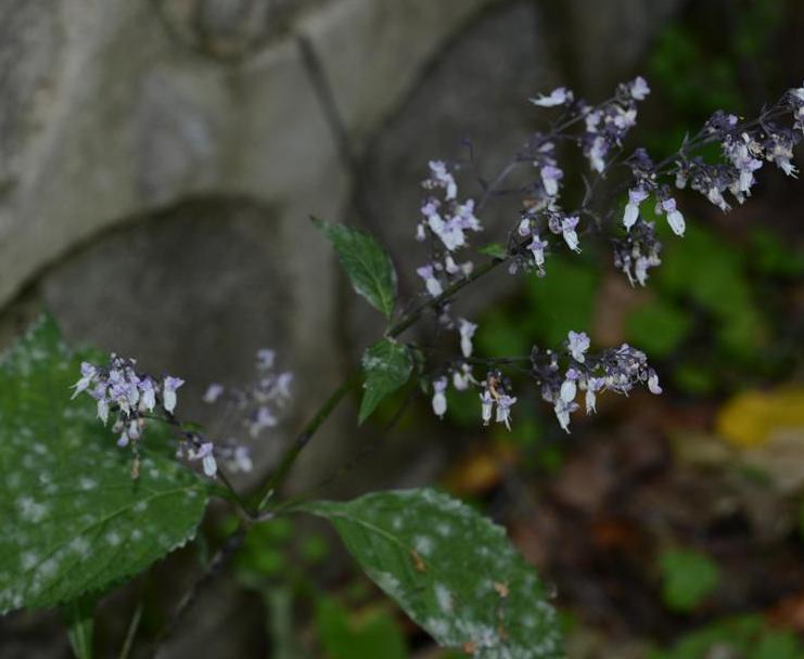  p>紫萼香茶菜(学名: i>isodon /i>  i>forrestii /i> (diels) kud  )