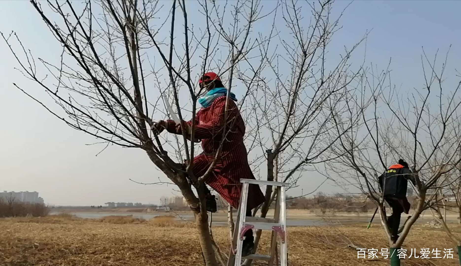 河边散步时，我捡了一捆儿樱花树枝带回了家，我要让它们开出樱花_百科TA说