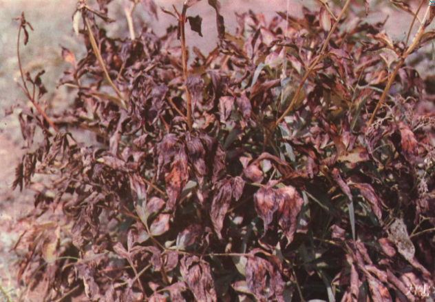 芍药灰霉病