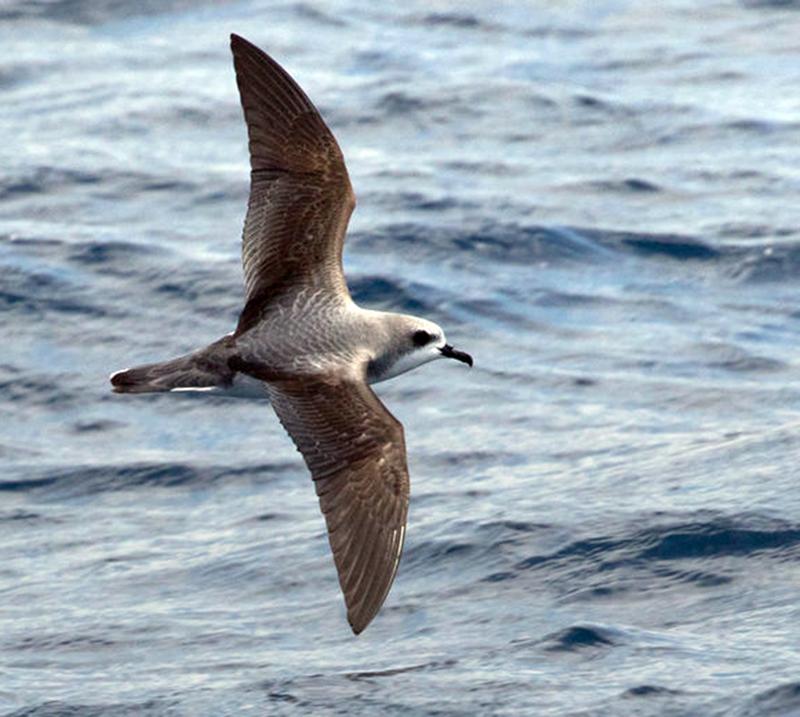 pterodroma cooki ssp. cooki