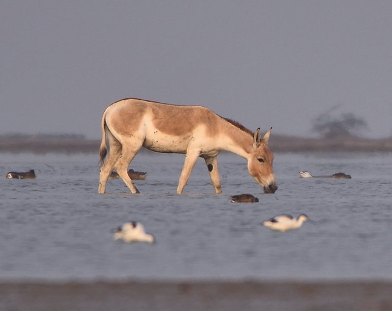  p>印度野驴( i>equus hemionus khur /i>):是马科,马属动物"亚洲野驴