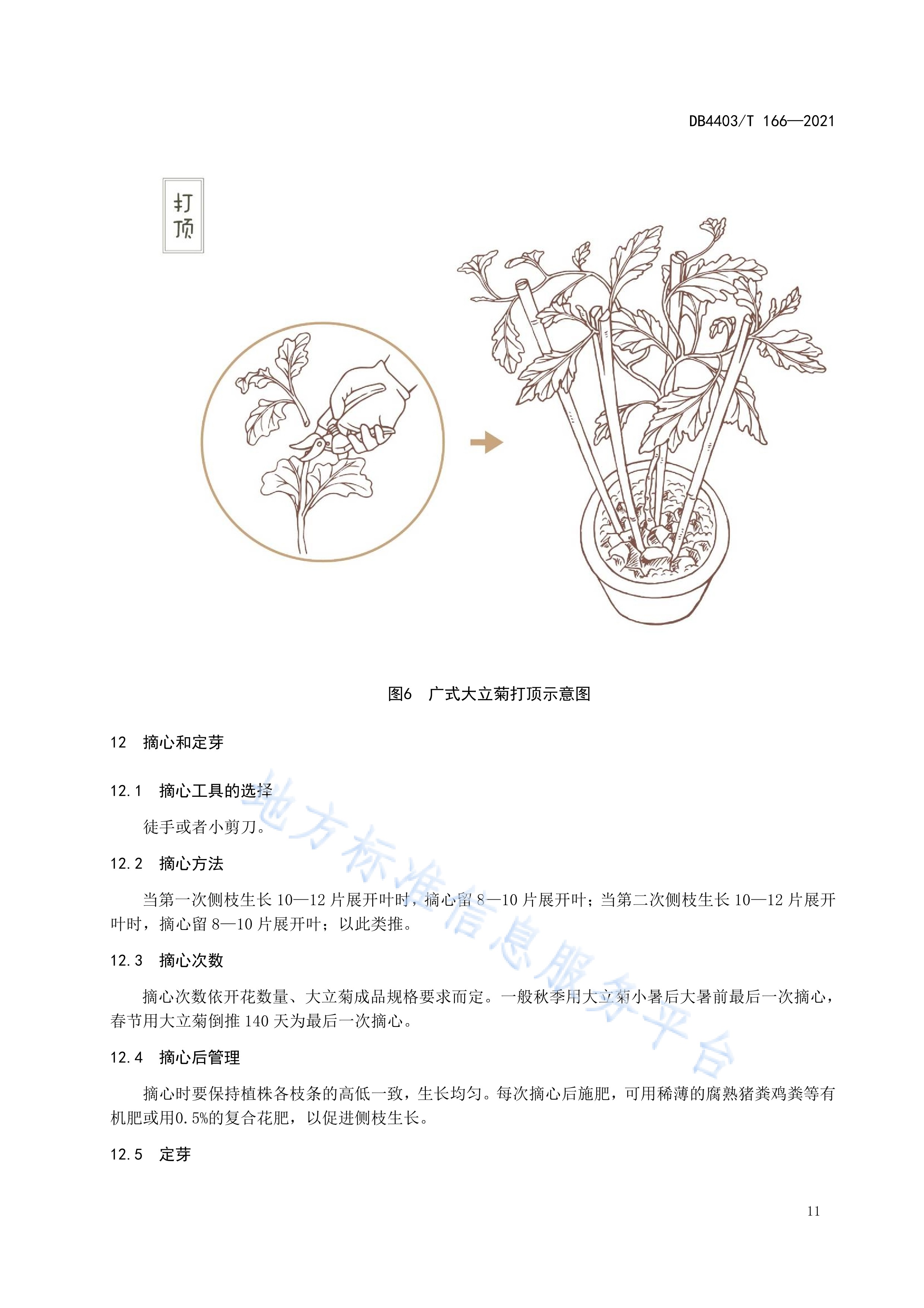 p>《广式大立菊栽培技术规程》(db4403/t 166-2021)是2021年7月1日