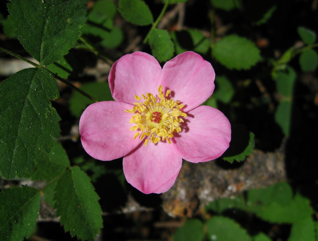  p>内华达矮蔷薇(学名: i>rosa /i>  i>bridgesii /i> cr   p.