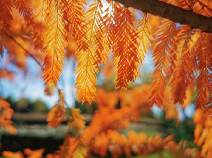 中山杉为何如此受欢迎？_百科TA说