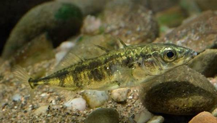  p>三刺鱼(学名: i>gasterosteus aculeatus /i>)是刺鱼科,刺鱼属的一