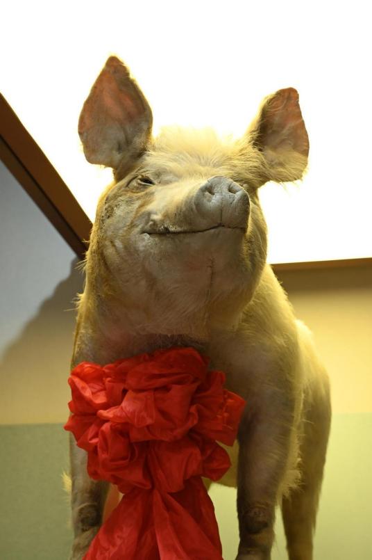 猪坚强 08年汶川地震幸存猪 百度百科