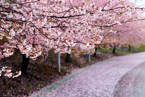 顾家村樱花