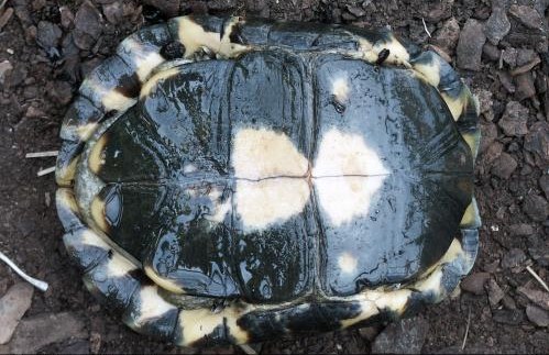  p>周氏闭壳龟(学名: i>cuora zhoui /i>)是龟科,闭壳龟属动物.