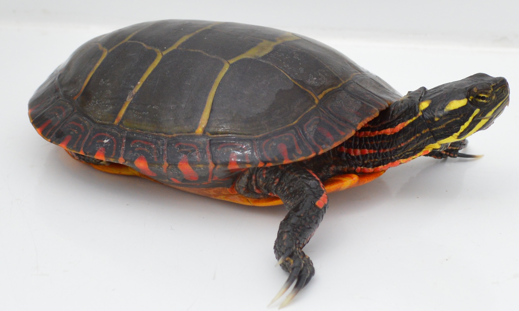  p data-id="gnbvgtptpl">锦龟(学名: i>chry