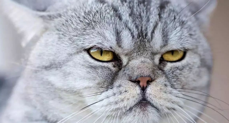 家猫真是“家”猫吗？_百科TA说