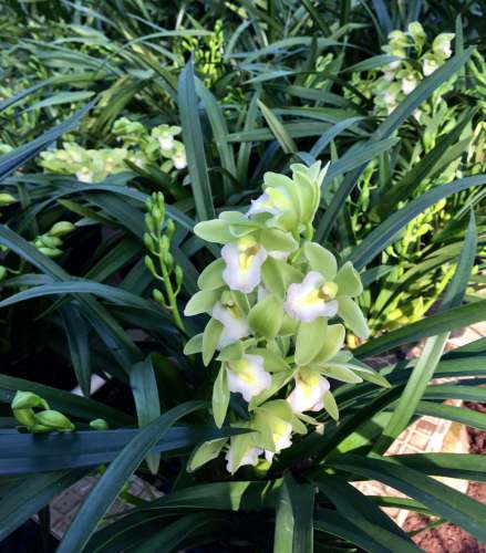 香兰（兰科香兰属植物）_百度百科