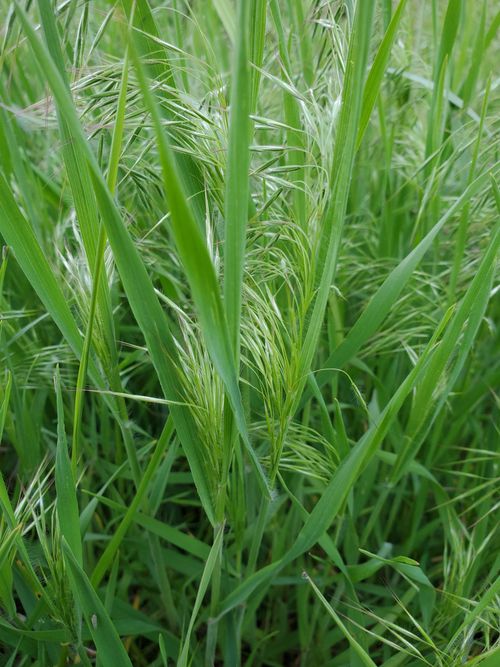 是禾本科,雀麦属一年生植物.