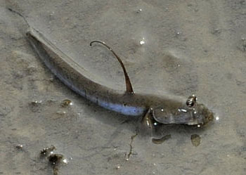  p>青弹涂鱼, i>scartelaos histophorus /i> i>  /i>(valenciennes