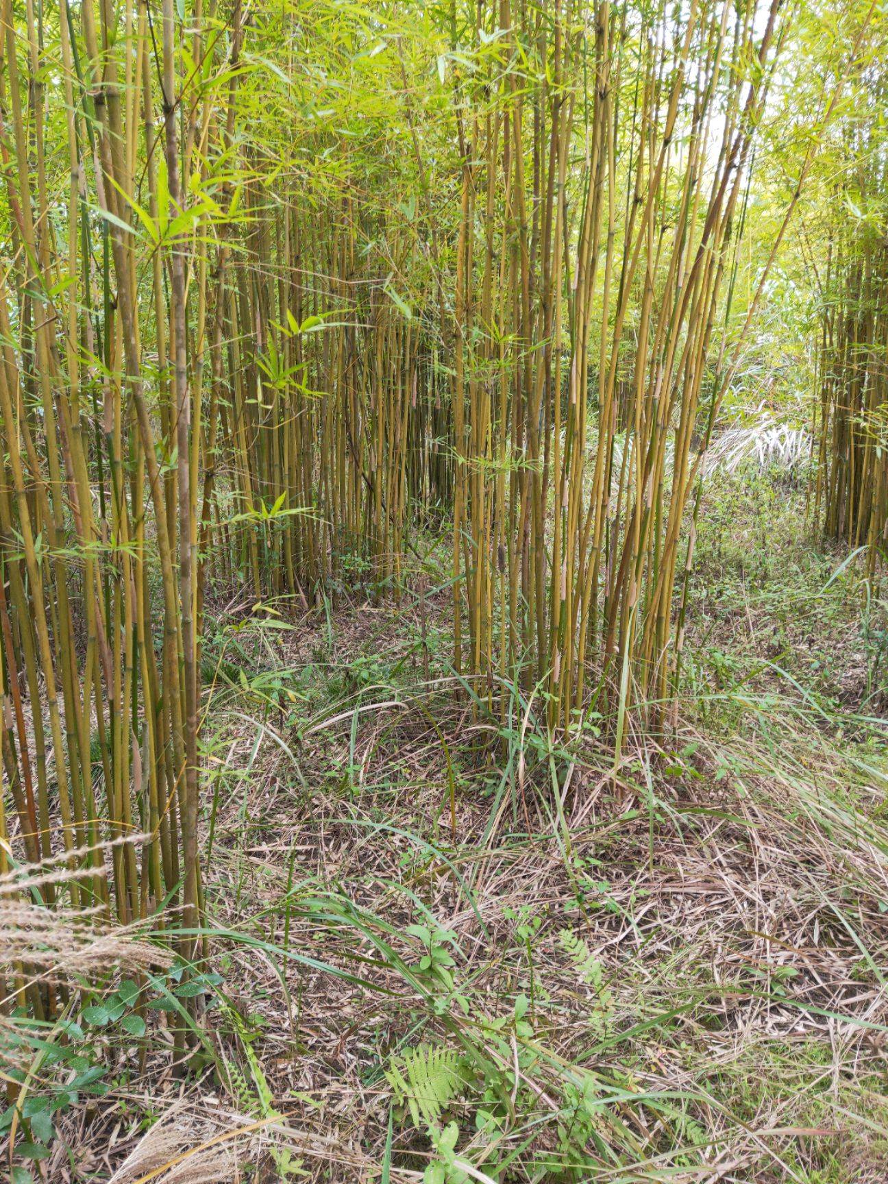 guangxiensis /i>)为禾本目 a href="#">簕竹属 /a>下的一种竹子