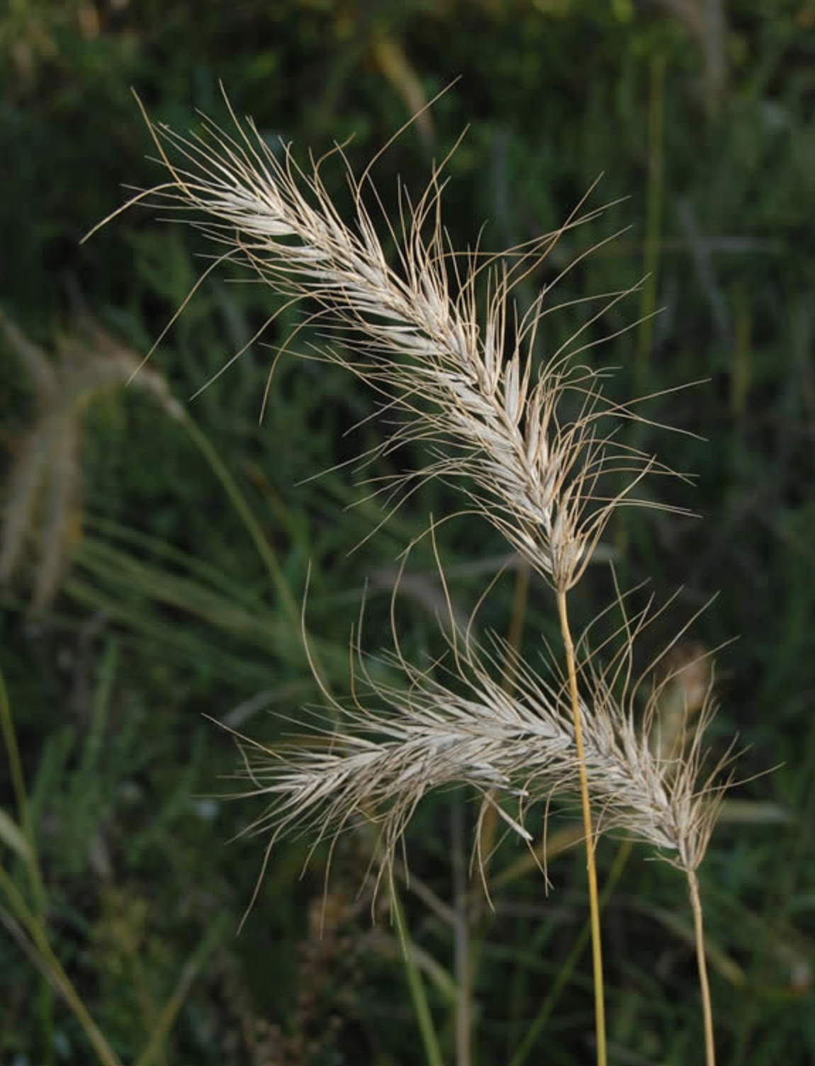  p>加拿大披碱草(学名: i>elymus canadensis /i> l.