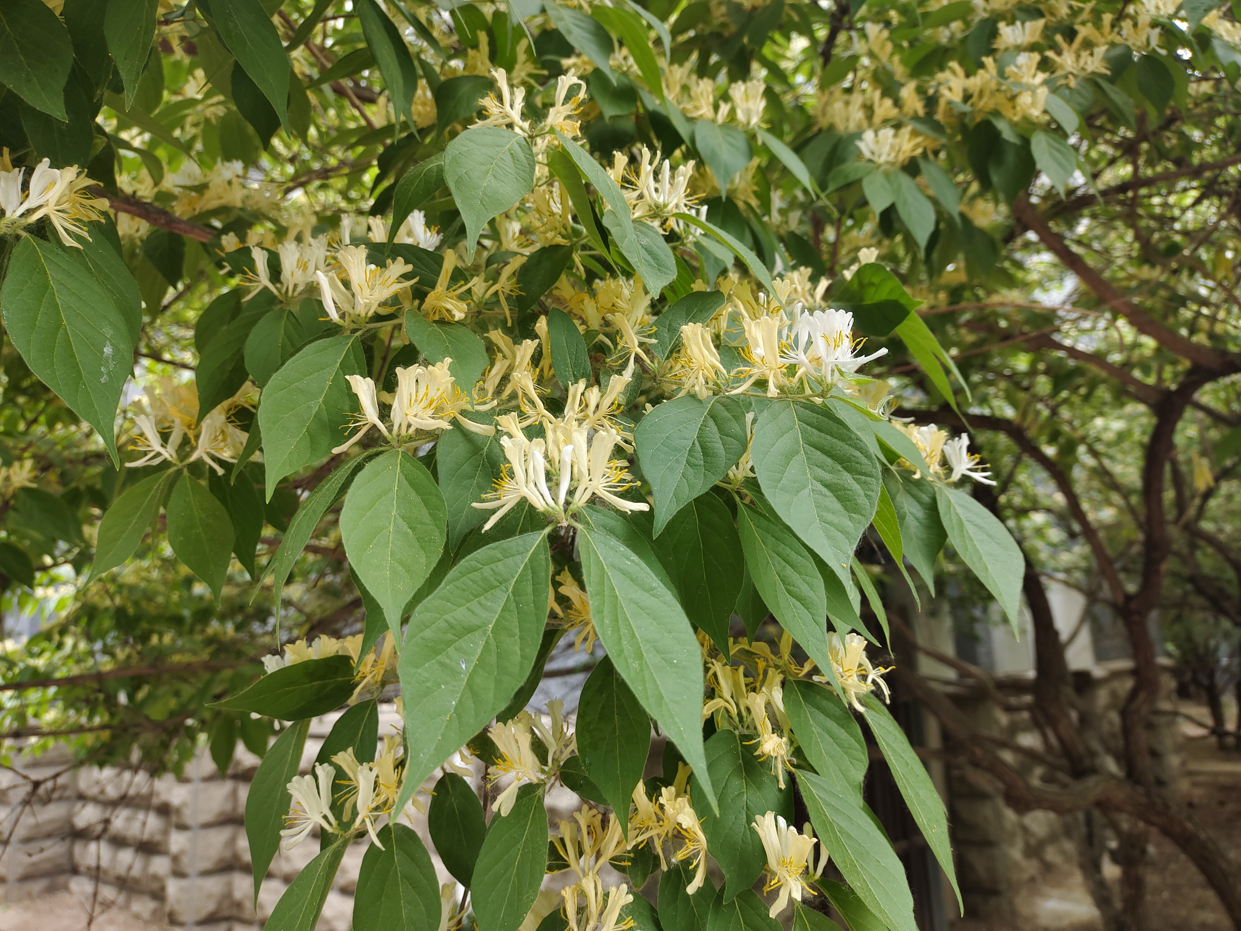 lonicera maackii