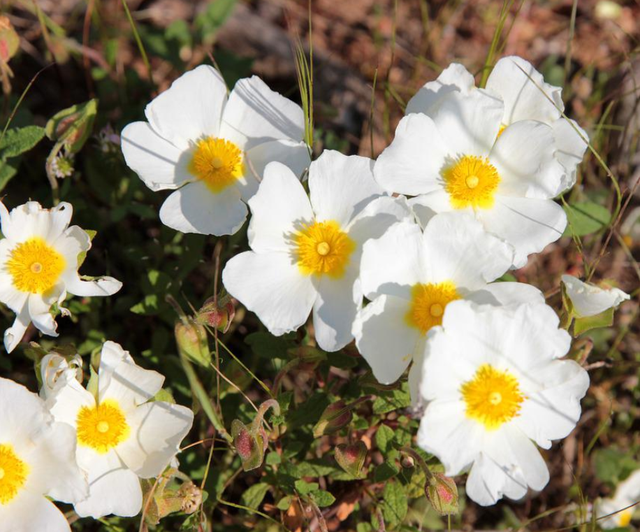是半日花科岩蔷薇属多年生亚灌木.