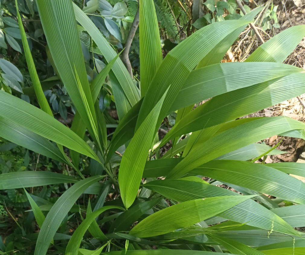棕叶狗尾草