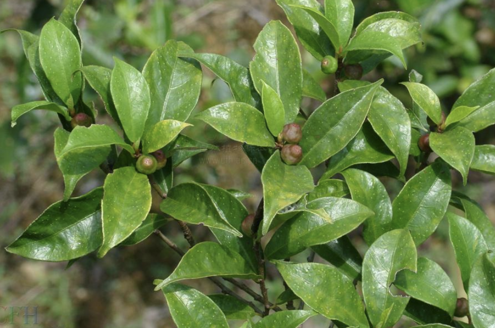  p data-id="txtlffkmleos">琴叶榕( i>ficus pandurata /i> hance)是