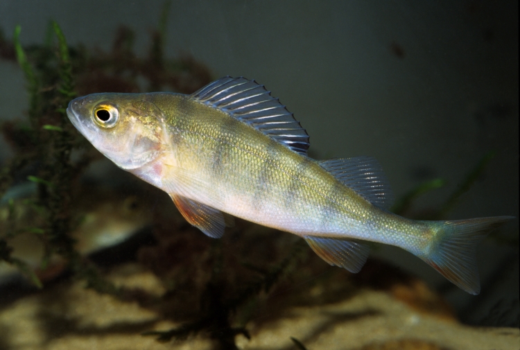  p>河鲈(学名: i>perca fluviatilis /i>)是鲈科,鲈属鱼类.